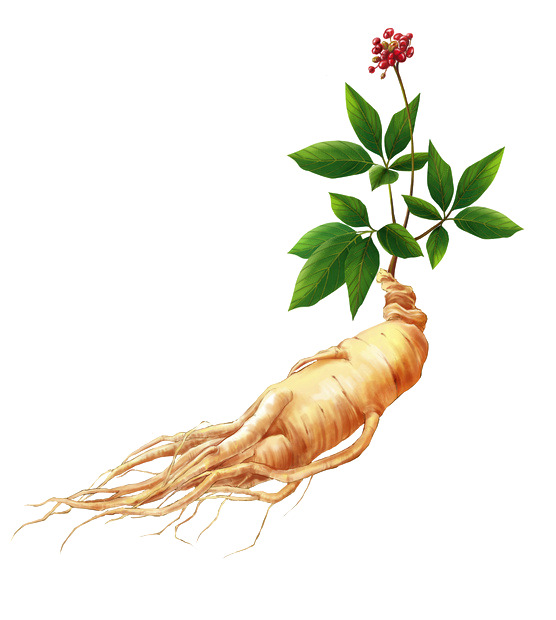人参中药素材，高清PNG透明动植物元素植物图片下载
