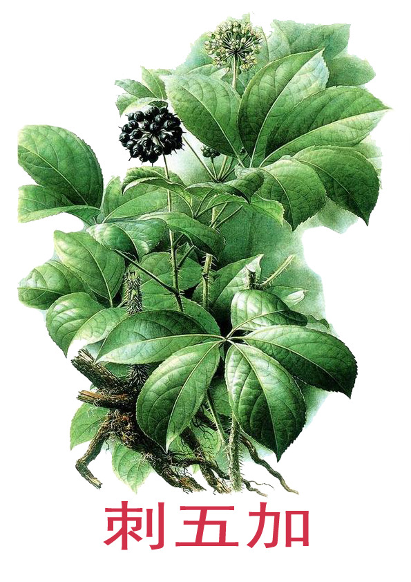 刺五加高清PNG透明图片素材，动植物元素设计下载
