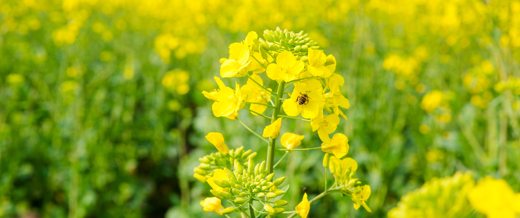 油菜花3440x1440超清带鱼屏壁纸高清下载