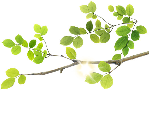高清手绘阳光树枝PNG透明素材，清新植物装饰图片免费下载