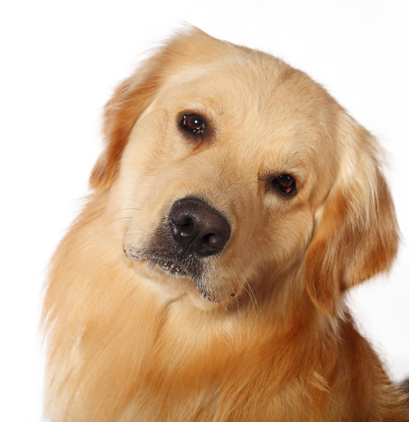 金毛犬高清PNG透明图片，温顺乖巧动物素材下载
