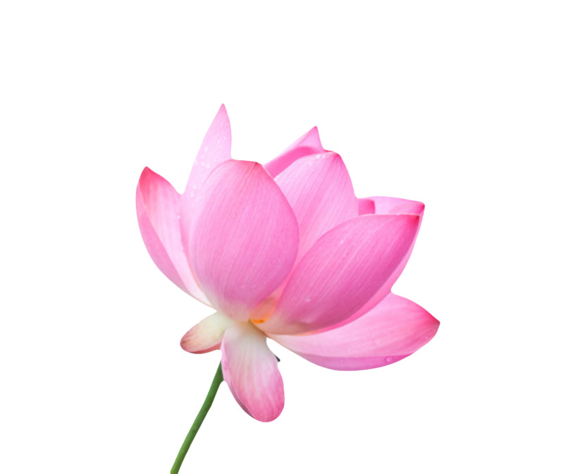 高清PNG透明红色纯洁水芙蓉图片素材，带雨露漂浮花瓣元素，免费下载