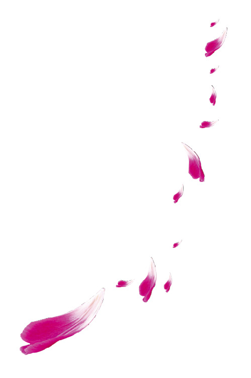 水红色漂浮花瓣高清PNG透明素材下载