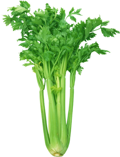 芹菜高清PNG透明装饰元素植物设计素材下载