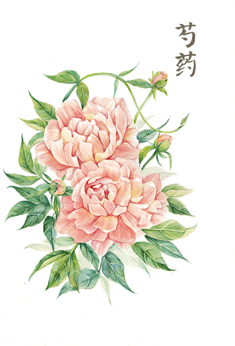 粉色芍药花高清PNG透明素材，装饰花纹图片设计下载