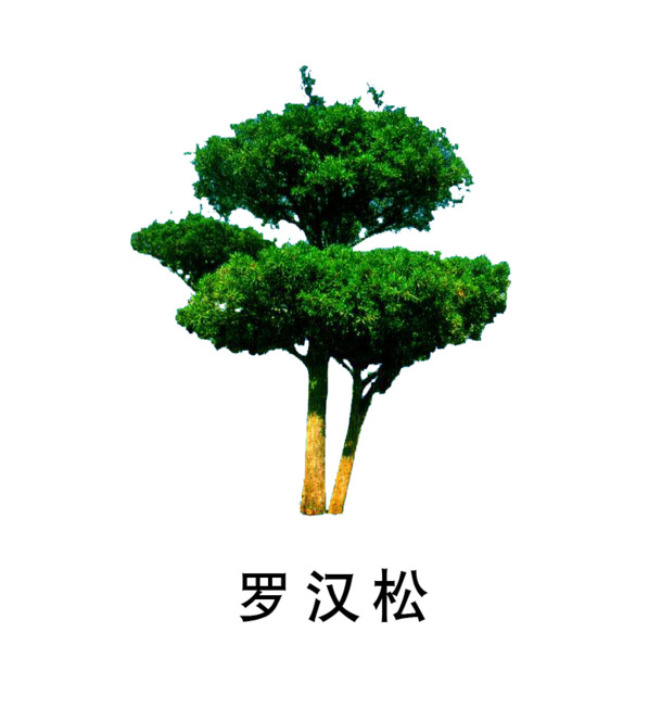 罗汉松PNG透明高清图片，植物装饰元素设计素材下载