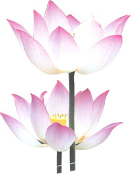 粉色荷花水彩手绘高清PNG透明图，端午节日元素设计素材下载
