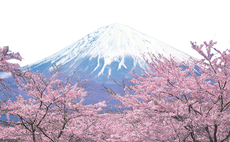 富士山樱花高清PNG透明装饰元素图片素材下载
