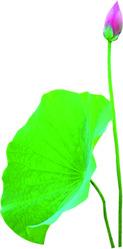 端午节绿色荷叶莲花卡通高清PNG透明图片素材下载