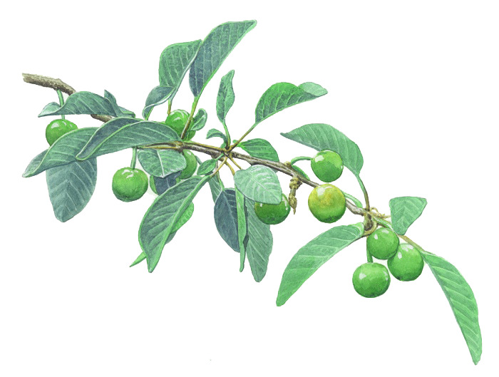 高清青梅PNG透明图片素材，装饰元素植物设计下载