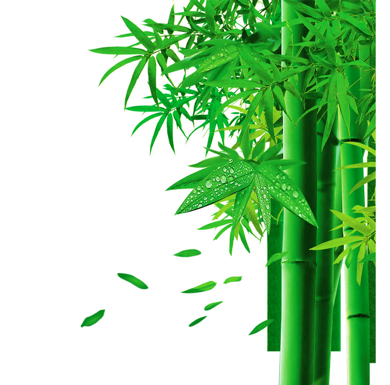清新露珠绿叶竹子高清PNG素材，动植物元素设计图免费下载