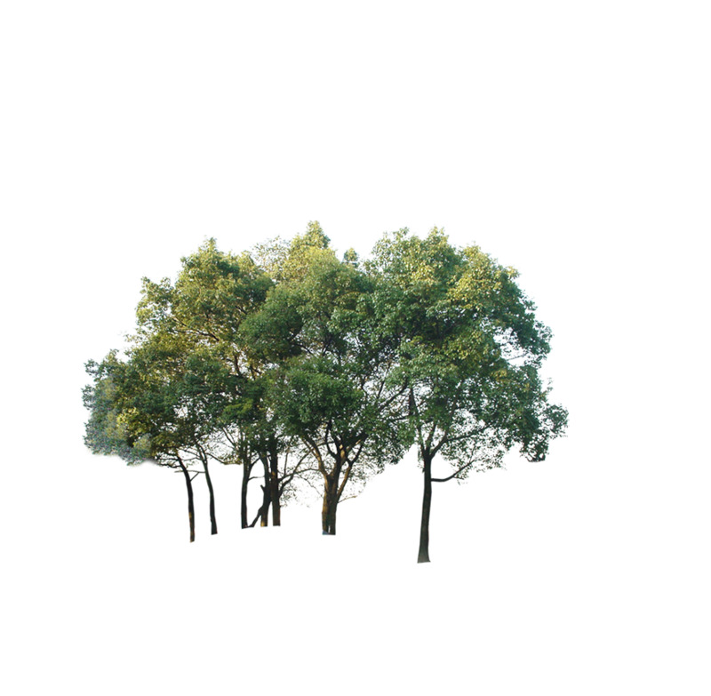 高清PNG透明树图片素材，动植物元素植物设计下载