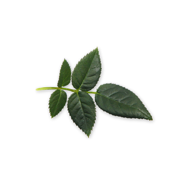 植树节高清PNG绿叶植物素材，清新节日元素免费下载