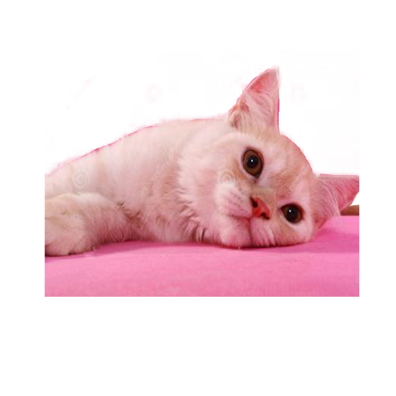 高清PNG透明图片下载，生无可恋猫咪动植物元素动物设计素材