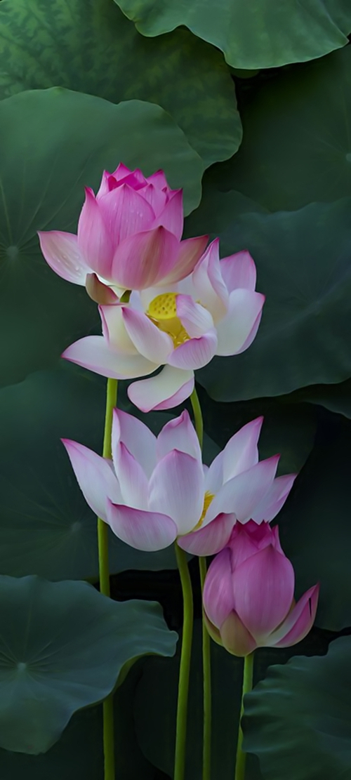 夏日荷花高清PNG背景元素，摄影风景设计素材免费下载