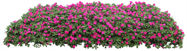 紫色小花高清PNG图片素材，花丛花圃动植物元素下载