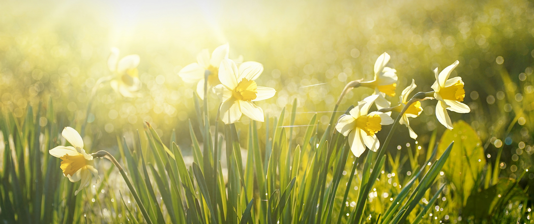水仙花超清3440x1440带鱼屏壁纸高清下载