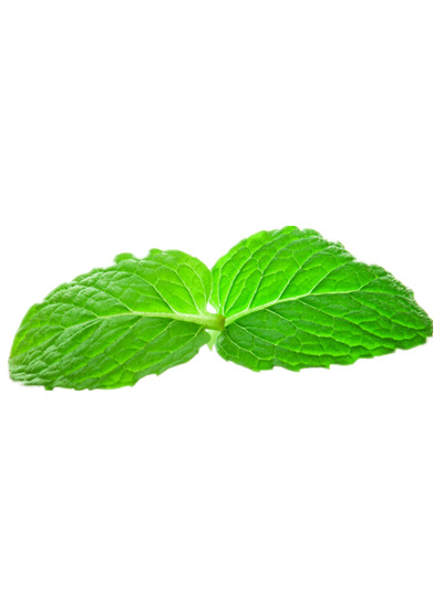 薄荷PNG透明高清图片，植物装饰元素设计素材下载
