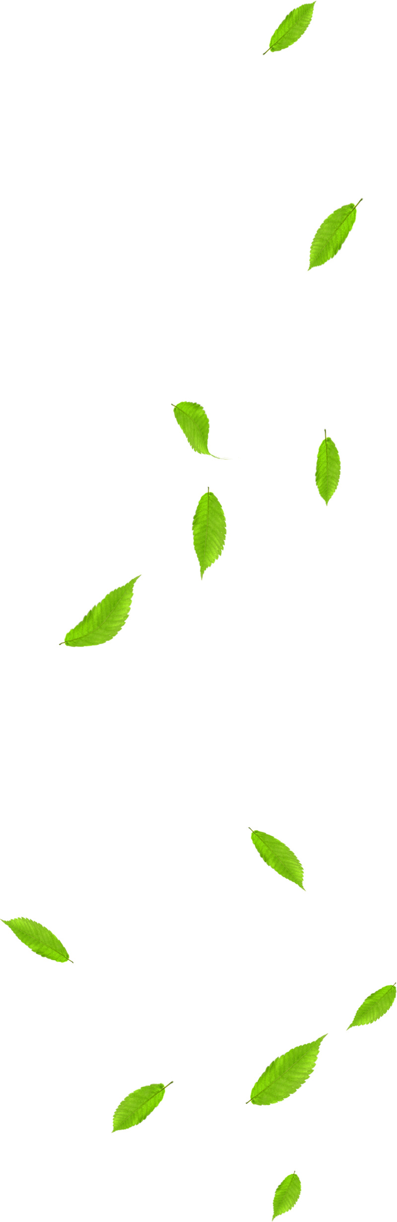 高清创意绿色手绘树叶PNG透明图片，植物装饰元素设计素材下载