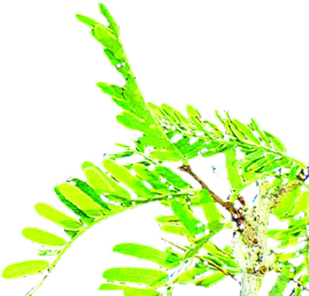 端午节绿色树枝高清PNG透明图片素材，清新美景节日元素下载