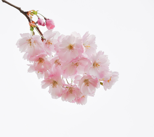 高清可爱桃花PNG图片素材，透明背景元素及更多设计资源下载