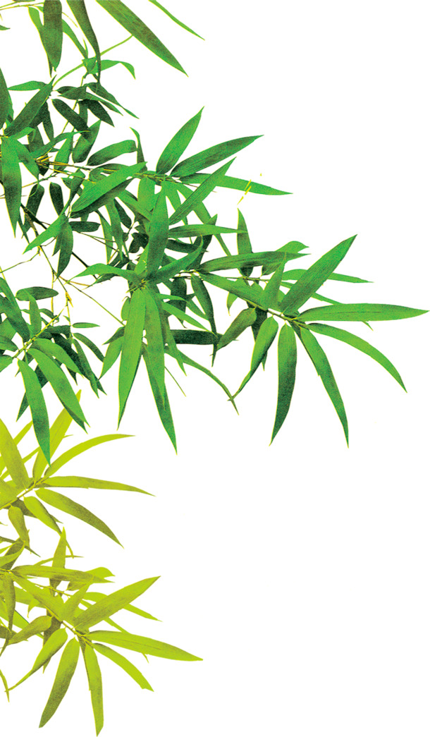 端午节节日元素，茂密绿叶背景高清PNG透明图片设计素材下载