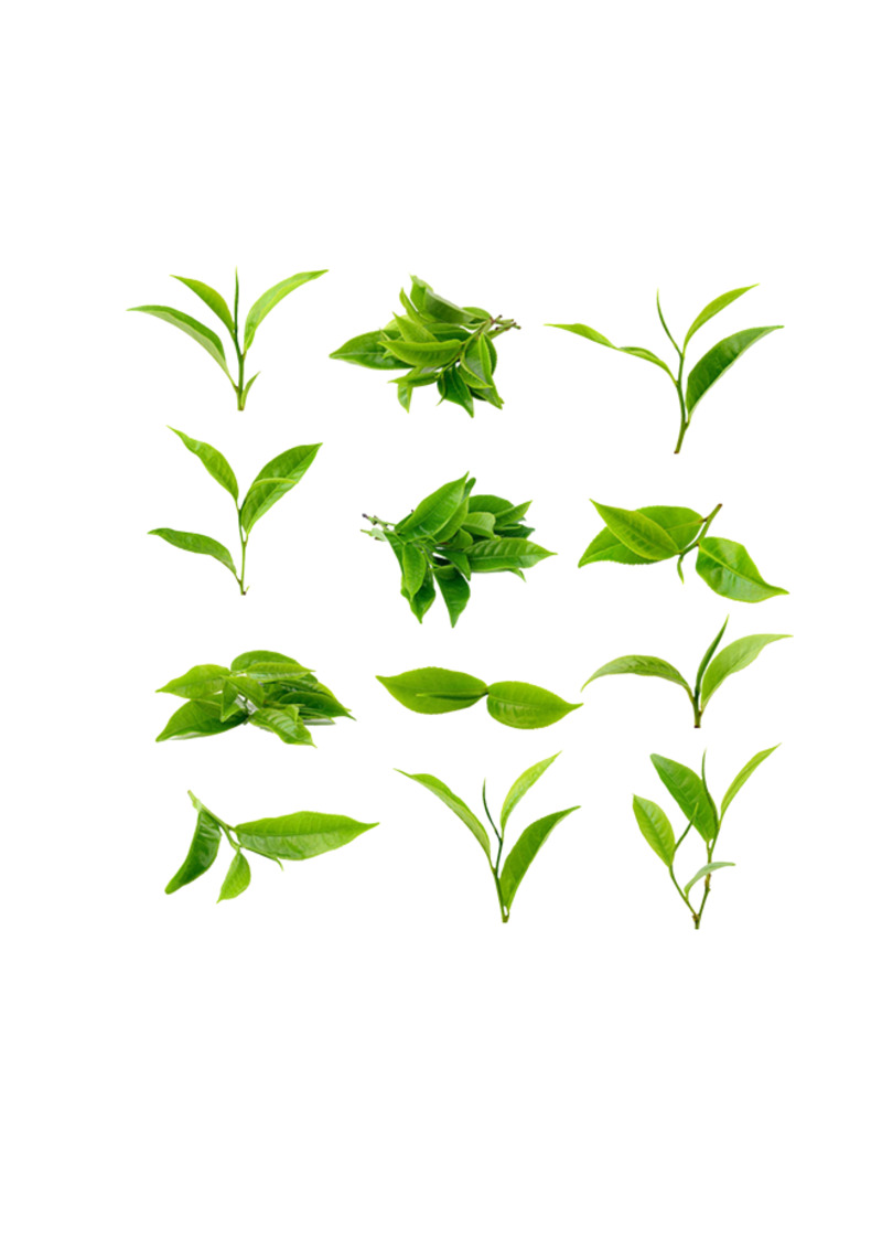 茶叶高清PNG免抠图素材，动植物元素植物图片下载