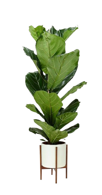 高清PNG透明图片下载，绿色植物与金属花盆动植物元素设计素材