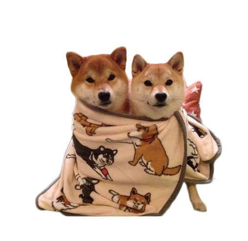 高清柴犬PNG免抠素材，透明装饰元素与动物设计图片下载