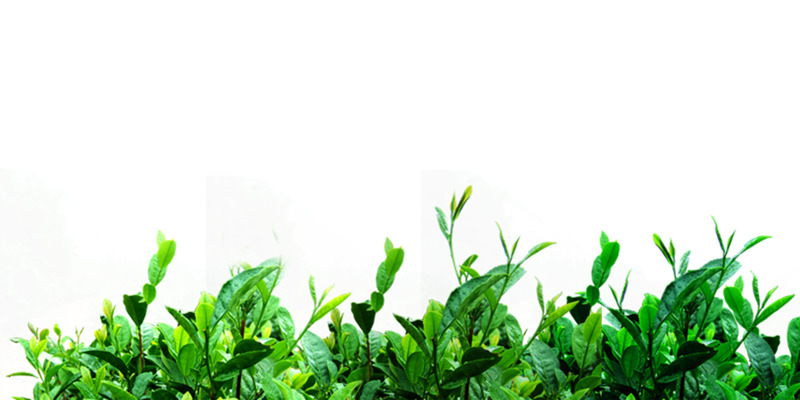 高清可摘茶叶PNG透明图片，植物装饰元素设计素材下载