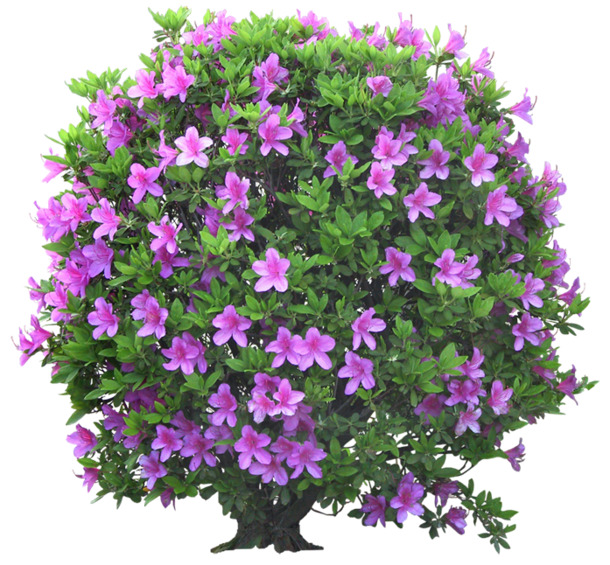 立面杜鹃花绿叶高清PNG透明图片素材，动植物元素设计下载