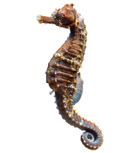 海马海洋生物高清PNG图片素材下载，动植物元素动物设计图