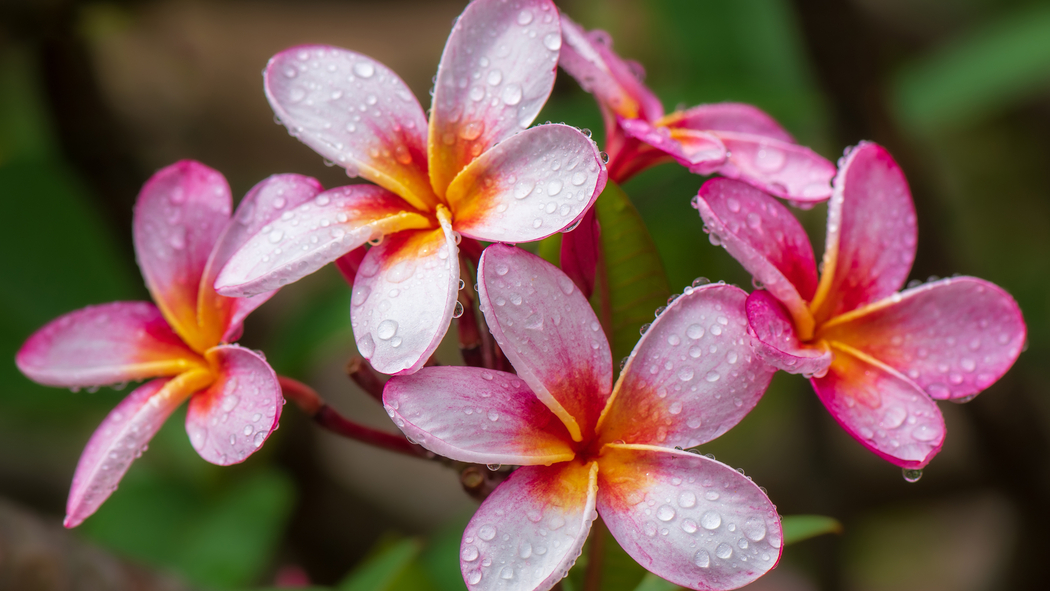 4K高清鸡蛋花与风景壁纸 3840x2160 免费下载