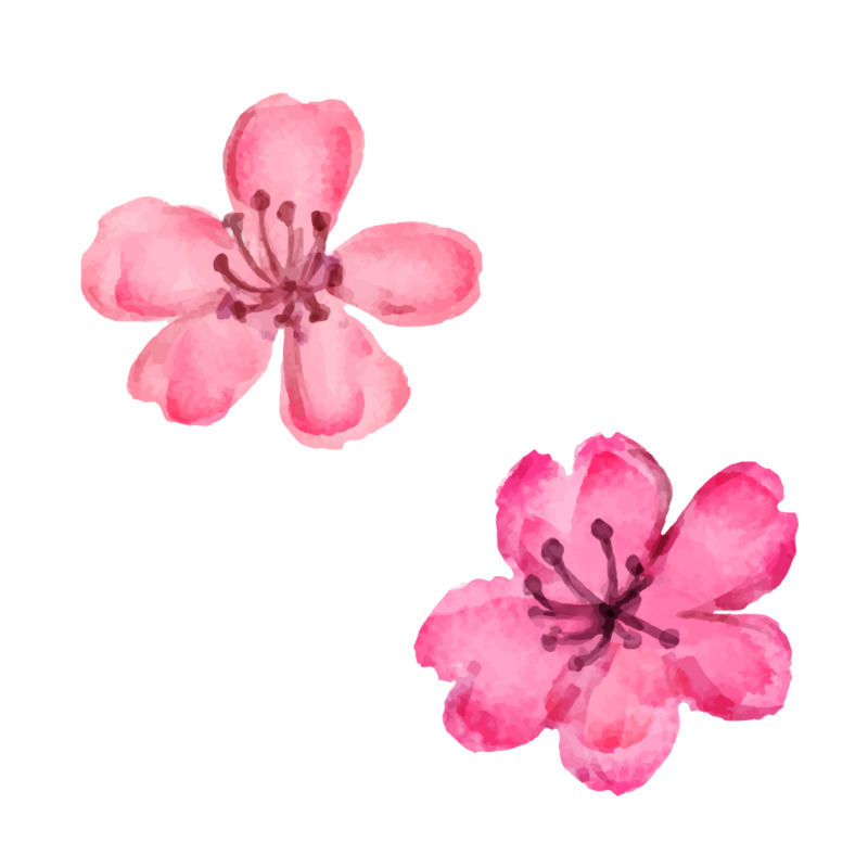 水彩花朵春季樱花桃花高清PNG透明手绘元素AI素材下载