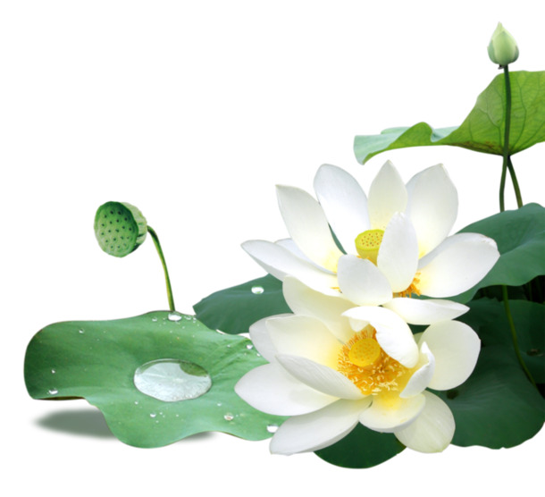 高清白色莲花立绘PNG素材，创意透明植物图片下载