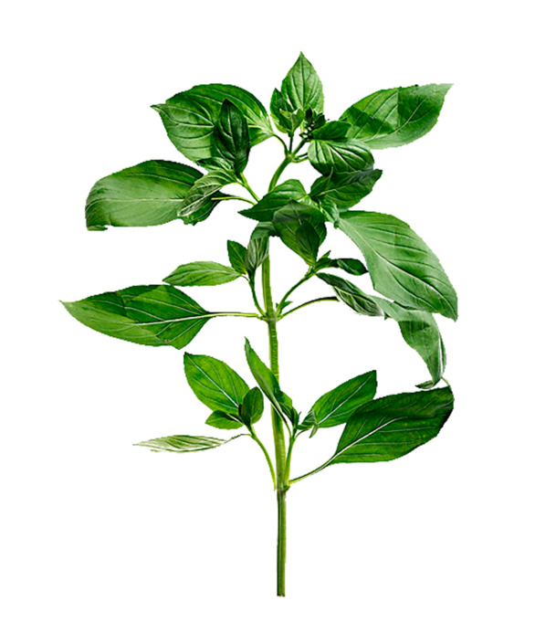 红辣椒树高清PNG透明图片素材下载，动植物元素丰富