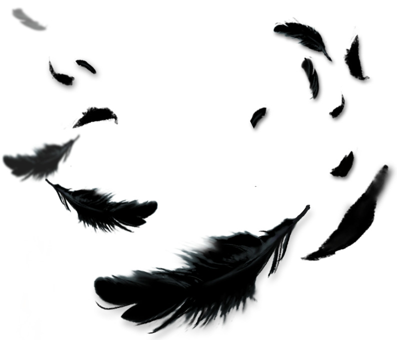 高清黑色羽毛漂浮PNG素材，透明元素设计资源下载