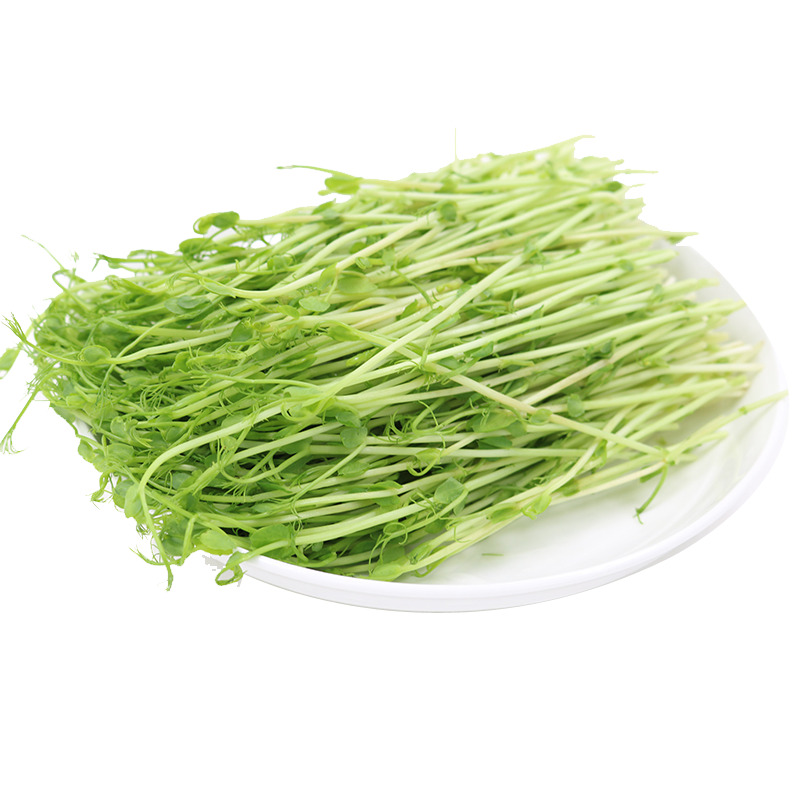 豆苗高清PNG透明图片素材下载，动植物元素，美化设计必备