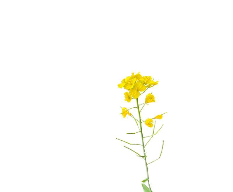 春天油菜花高清PNG透明图片素材，动植物元素植物设计下载