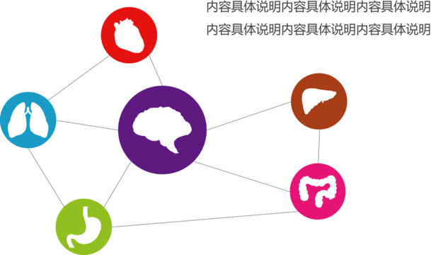 高清器官关系图表PNG透明装饰元素，PPT设计素材下载