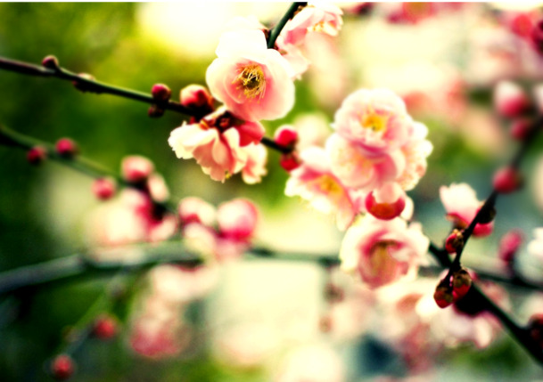 高清桃花PNG透明图片素材，情人节节日元素设计下载