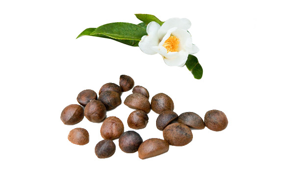 山茶籽PNG透明高清图，动植物元素植物设计素材下载