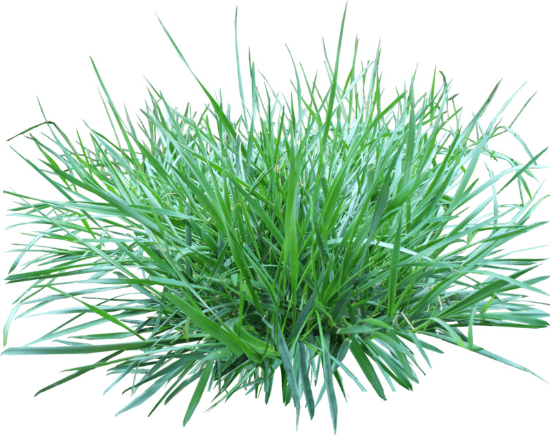 高清绿色小草PNG透明图片素材，动植物元素植物设计下载