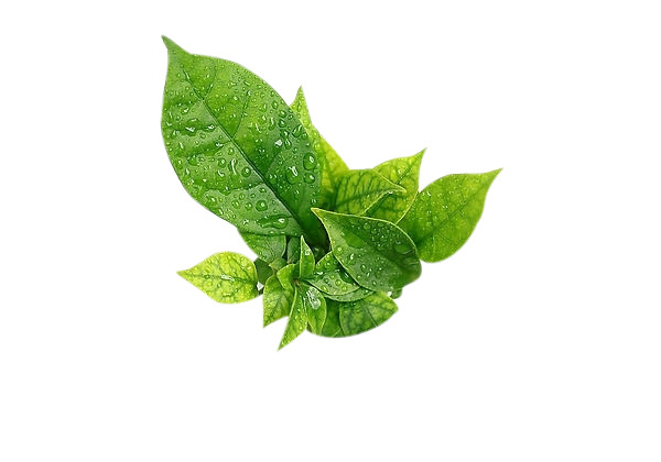水珠绿叶高清PNG透明图片素材下载，动植物元素丰富