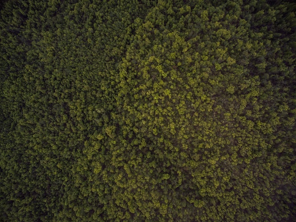 高清PNG透明背景绿色森林俯瞰图设计素材下载