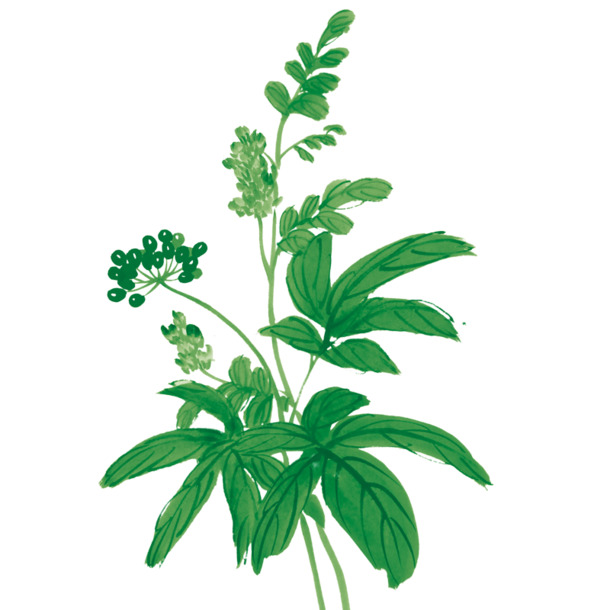 高清人参甘草PNG透明图片素材，植物装饰元素下载