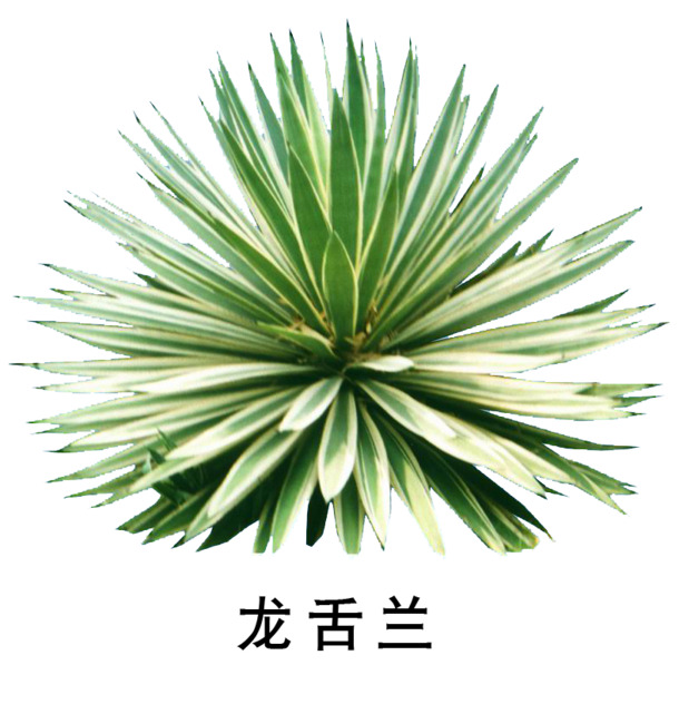 龙舌兰高清PNG透明图片素材，植物装饰元素免费下载