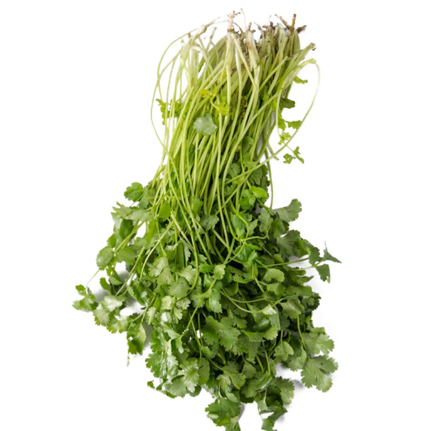 香菜高清PNG透明素材下载，免抠装饰元素与植物图片设计资源