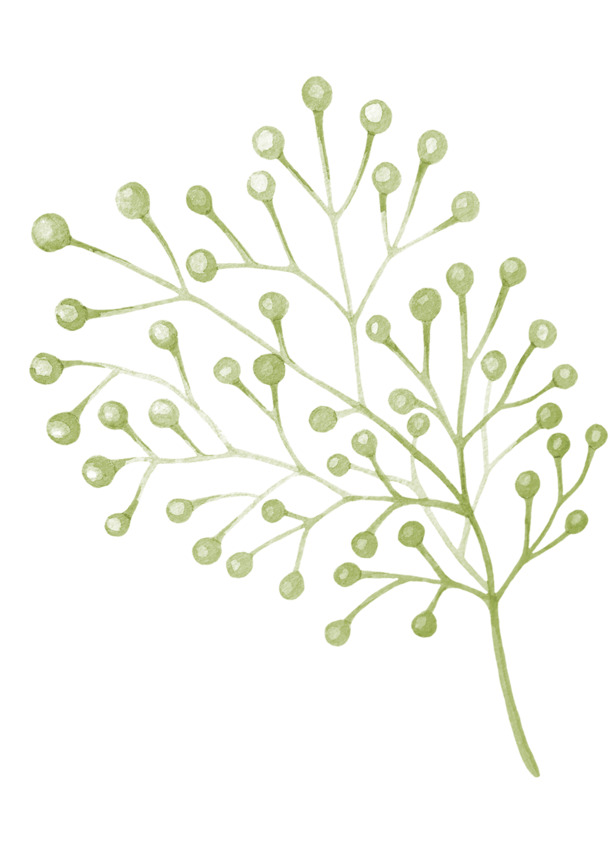 手绘水彩满天星高清PNG透明素材，装饰植物图片设计下载