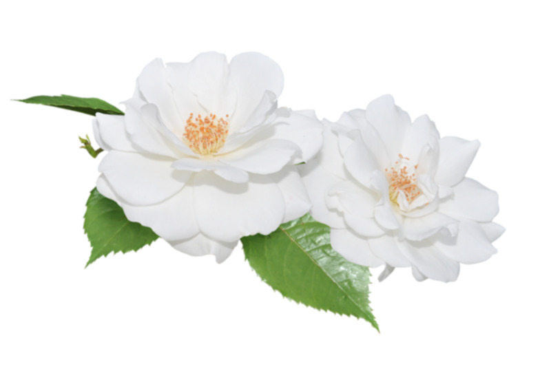 卡通白莲花高清PNG透明图片素材下载，动植物元素植物设计图